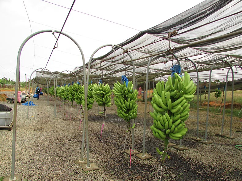 Incatema diseña un proceso para reciclaje de plásticos de banana