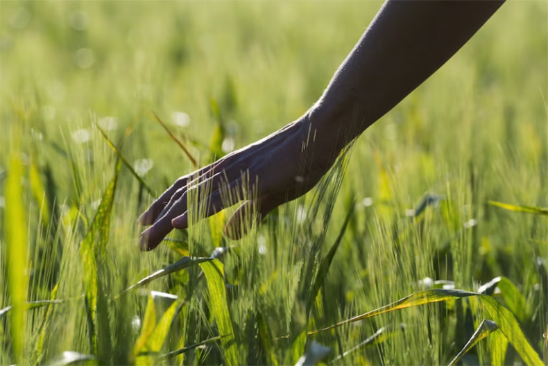 Incatema realiza un estudio de la cadena de valor del arroz en Angola