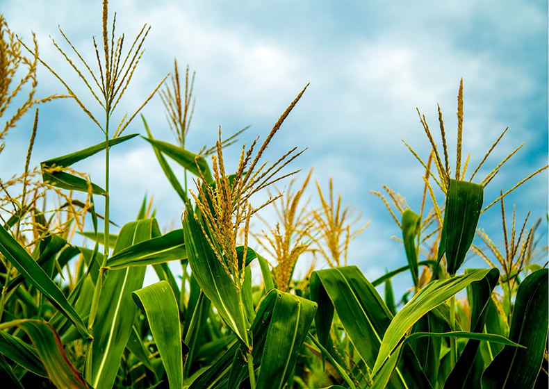 Incatema adjudicataria de nuevo contrato de Agricultura Comercial en Angola para el fomento de colaboración público-privada en sector agrícola