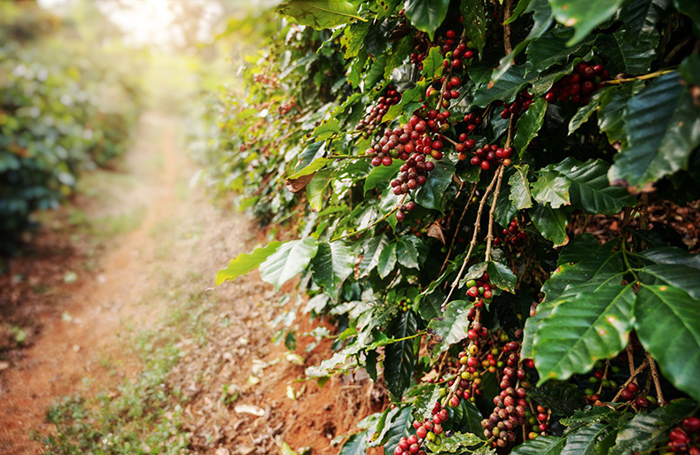 Incatema comienza a trabajar en el proyecto MUKAFE de apoyo a la cadena de valor del café en Angola