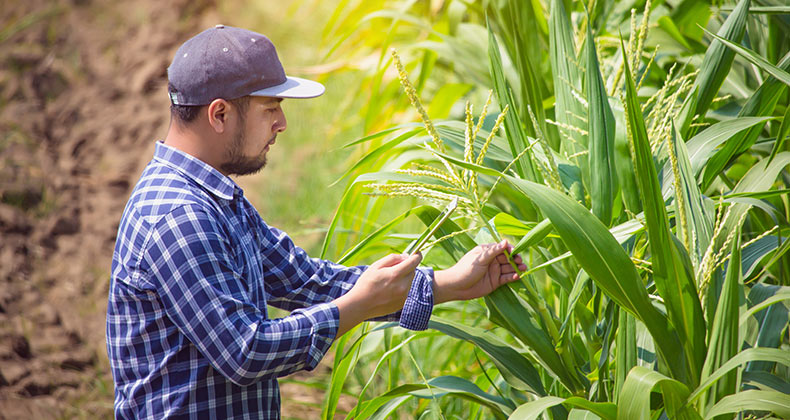 La agricultura generó 1,2 millones de contratos durante el primer semestre, de los que un cuarto fueron indefinidos