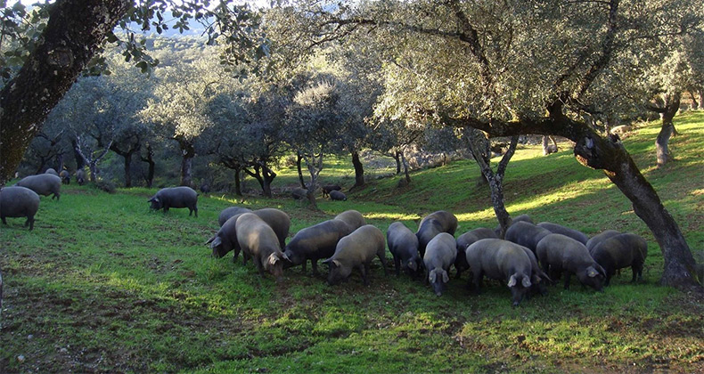 asaja-asegura-espana-produce-carne-sana-segura-consumidor-estrictas-normas-calidad