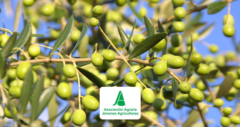 ASAJA califica de ridículas las ayudas dirigidas al olivar tradicional