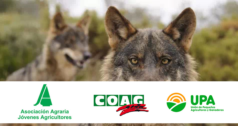 ASAJA, COAG y UPA presentan recurso contencioso-administrativo contra la orden del lobo ante la Audiencia Nacional