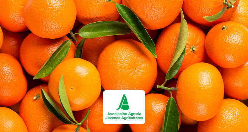 ASAJA considera que la Comisión Europea «se burla» del sector citrícola al pretender subir la temperatura del tratamiento en frío a las naranjas sudafricanas