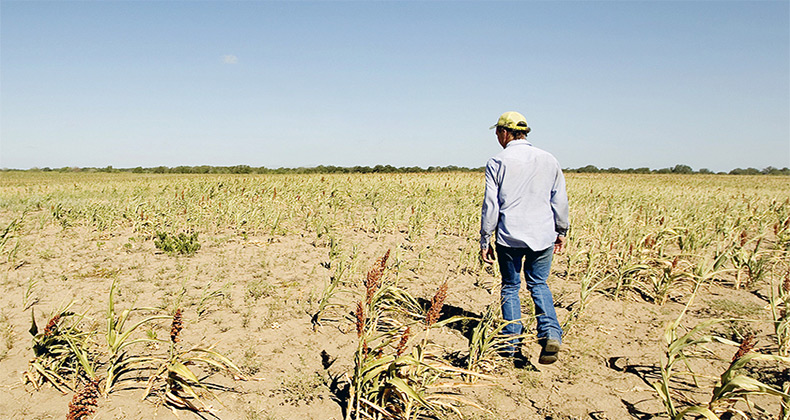 Bruselas propone medidas adicionales para apoyar a los ganaderos de la UE a hacer frente a la sequía