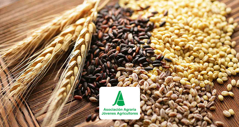 La cosecha de cereales de invierno sufrirá un significativo recorte y no llegará a los 15,5 millones de toneladas