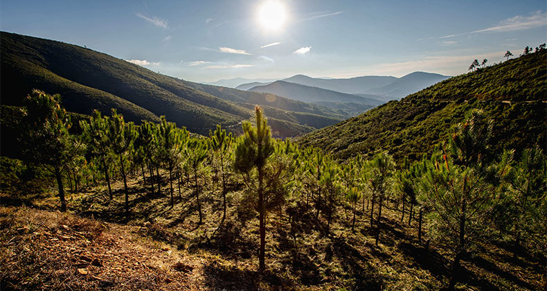 Faconauto pone en marcha su ‘Bosque Faconauto’ en colaboración con Fundación Repsol