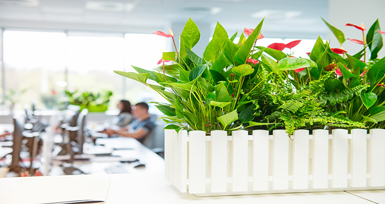 Las flores potencian un 15% la productividad de los trabajadores