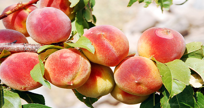 El Gobierno aprueba la nueva norma nacional para las ayudas de la UE en el sector de frutas y hortalizas