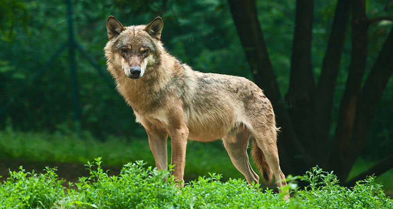 Las organizaciones agrarias exigirán la retirada inmediata de la orden que pretende declarar al lobo especie protegida