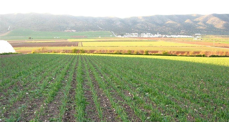 El peso de la comercialización en el sector agroalimentario español, por debajo de la UE