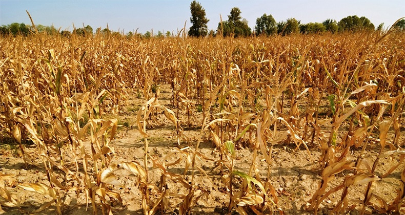 Los países de la UE aprueban el adelanto del 70% de las ayudas directas de la PAC por la sequía